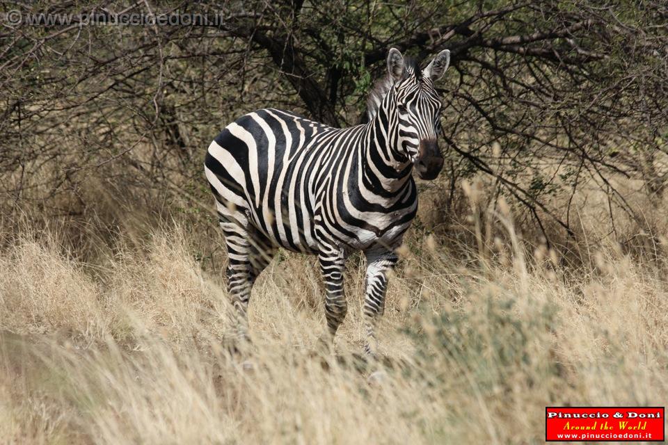 Ethiopia - Netch Sar Park - 12 - Zebra.jpg